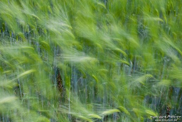 Gerste, Hordeum vulgare, Poaceae, noch grüne Ähren, vom Wind bewegt, Feld, Mackenrode bei Göttingen, Deutschland