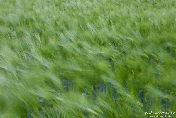 Gerste, Hordeum vulgare, Poaceae, noch grüne Ähren, vom Wind bewegt, Feld, Mackenrode bei Göttingen, Deutschland