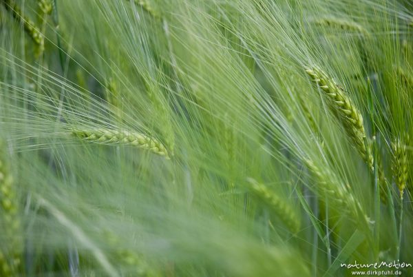 Gerste, Hordeum vulgare, Poaceae, noch grüne Ähren, vom Wind bewegt, Feld, Mackenrode bei Göttingen, Deutschland