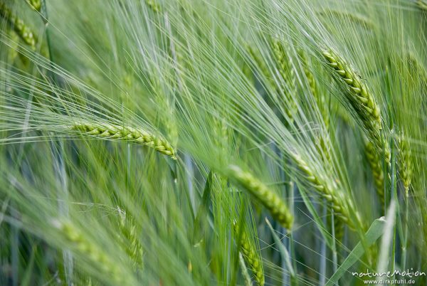 Gerste, Hordeum vulgare, Poaceae, noch grüne Ähren, vom Wind bewegt, Feld, Mackenrode bei Göttingen, Deutschland