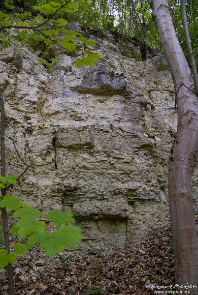 Kalksteinfelsen, östliche Abbruchkante des Göttinger Muschelkalkplateaus, Mackenrode bei Göttingen, Deutschland