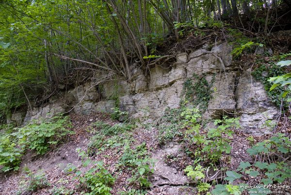 Kalksteinfelsen, östliche Abbruchkante des Göttinger Muschelkalkplateaus, Mackenrode bei Göttingen, Deutschland