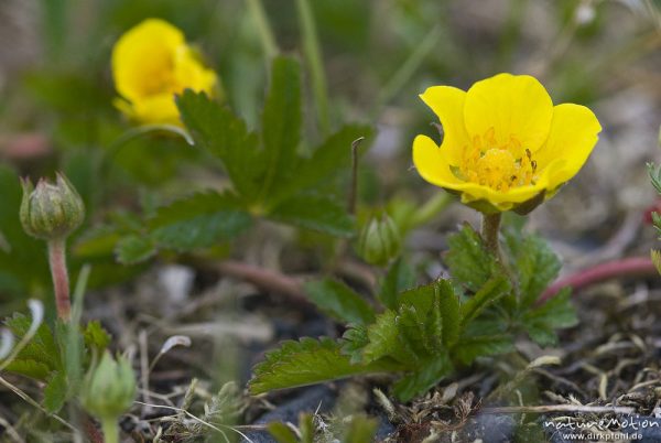 Kriechendes Fingerkraut, Potentilla reptans, Rosengewächse (Rosaceae), Blüte und Laubblätter, Kerstlingeröder Feld, Göttingen, Deutschland