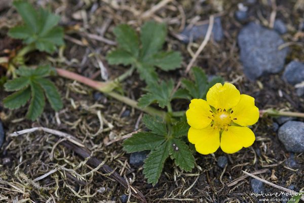 Kriechendes Fingerkraut, Potentilla reptans, Rosengewächse (Rosaceae), Blüte und Laubblätter, Kerstlingeröder Feld, Göttingen, Deutschland