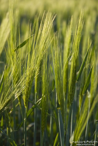 Gerste, Hordeum vulgare, Poaceae, noch grüne Fruchtstände mit Grannen, Dransfeld, Deutschland