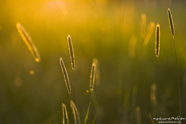 Wiesen-Fuchsschwanz, Alopecurus pratensis, Poaceae, Ähren glänzen golden im letzten Abendlicht, Biberprad am Gartower See, Gartow (Wendland), Deutschland
