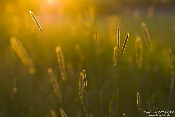 Wiesen-Fuchsschwanz, Alopecurus pratensis, Poaceae, Ähren glänzen golden im letzten Abendlicht, Biberprad am Gartower See, Gartow (Wendland), Deutschland