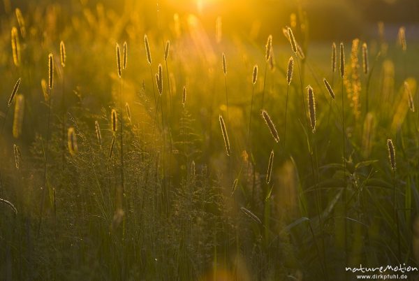 Wiesen-Fuchsschwanz, Alopecurus pratensis, Poaceae, Ähren glänzen golden im letzten Abendlicht, Biberprad am Gartower See, Gartow (Wendland), Deutschland