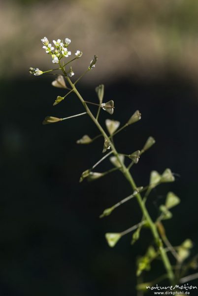 Hirtentäschel, Hirten-Täschelkraut, Capsella bursa-pastoris, Kreuzblütengewächse (Brassicaceae), Blütenstand und Früchte, Wussegel, Wendland, Deutschland