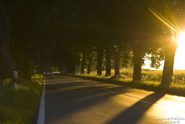 Allee im Abendlicht, Schatten der Bäume fallen quer über die Straße, Gartow (Wendland), Deutschland