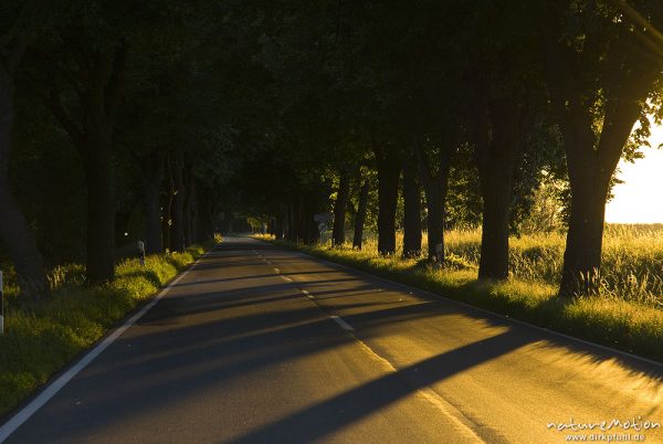 Allee im Abendlicht, Schatten der Bäume fallen quer über die Straße, Gartow (Wendland), Deutschland