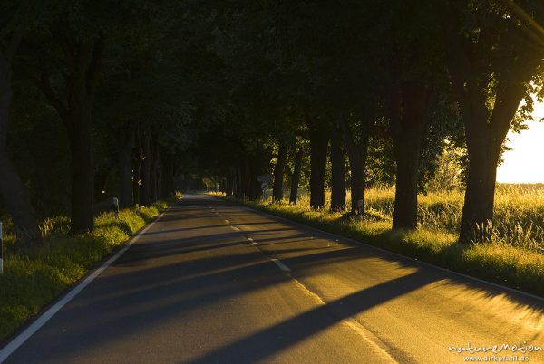 Allee im Abendlicht, Schatten der Bäume fallen quer über die Straße, Gartow (Wendland), Deutschland