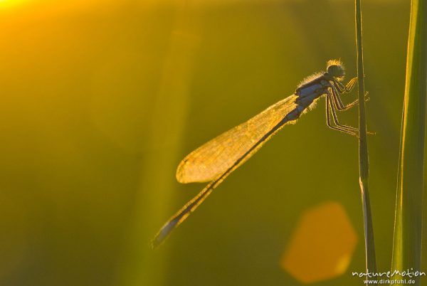 Große Pechlibelle, Gemeine Pechlibelle, Ischnura elegans, Coenagrionidae, Männchen, sitzt an Schilfhalm, Gegenlicht, gold glänzend im letzten Tageslicht, Gartower See, A nature document - not arranged nor manipulated, Gartow (Wendland), Deutschland