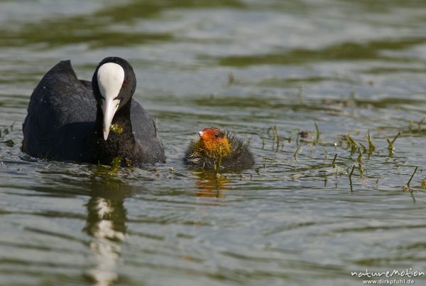 Bläßhuhn, Bläßralle, Fulica atra, Rallidae, Alttier mit Küken, Küken wird gefüttert, Küken mit rotem Kopfgefieder, Kiessee, A nature document - not arranged nor manipulated, Göttingen, Deutschland