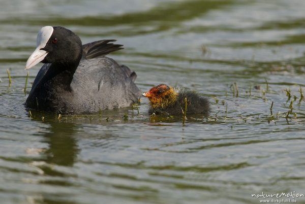 Bläßhuhn, Bläßralle, Fulica atra, Rallidae, Alttier mit Küken, Küken wird gefüttert, Küken mit rotem Kopfgefieder, Kiessee, A nature document - not arranged nor manipulated, Göttingen, Deutschland