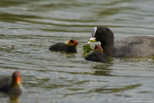 Bläßhuhn, Bläßralle, Fulica atra, Rallidae, Alttier mit Küken, Küken wird gefüttert, Küken mit rotem Kopfgefieder, Kiessee, A nature document - not arranged nor manipulated, Göttingen, Deutschland