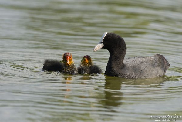 Bläßhuhn, Bläßralle, Fulica atra, Rallidae, Alttier mit Küken, Küken wird gefüttert, Küken mit rotem Kopfgefieder, Kiessee, A nature document - not arranged nor manipulated, Göttingen, Deutschland