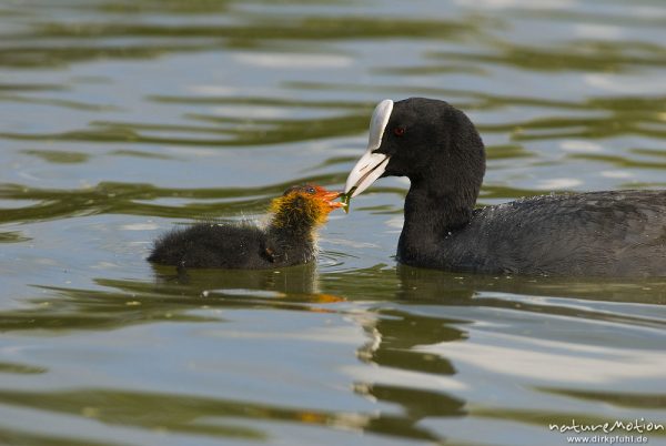 Bläßhuhn, Bläßralle, Fulica atra, Rallidae, Alttier mit Küken, Küken wird gefüttert, Küken mit rotem Kopfgefieder, Kiessee, A nature document - not arranged nor manipulated, Göttingen, Deutschland