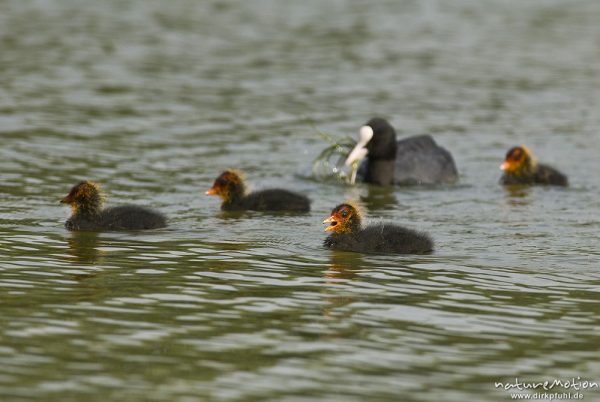 Bläßhuhn, Bläßralle, Fulica atra, Rallidae, Küken mit rotem Kopfgefieder, Alttier holt Wasserpflanzen, Kiessee, A nature document - not arranged nor manipulated, Göttingen, Deutschland