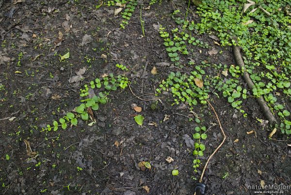Pfennigkraut, Lysimachia nummularia, 	Primelgewächse (Primulaceae), kriechende Ausläufer, Erlenbruch am Herberhäuser Stieg, Göttingen, Deutschland