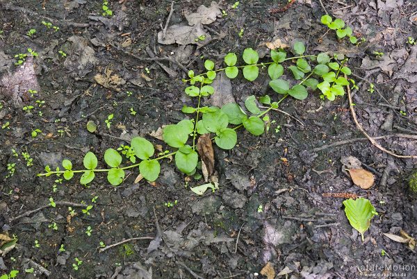 Pfennigkraut, Lysimachia nummularia, 	Primelgewächse (Primulaceae), kriechende Ausläufer, Erlenbruch am Herberhäuser Stieg, Göttingen, Deutschland