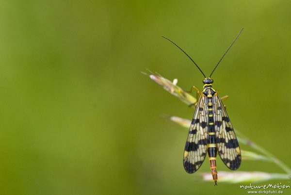 Gemeine Skorpionsfliege, Panorpa communis, Panorpidae, Weibchen auf Grashalm, Aufsicht, Streuobstwiese am Sengerfeld, Göttinger Wald, A nature document - not arranged nor manipulated, Göttingen, Deutschland