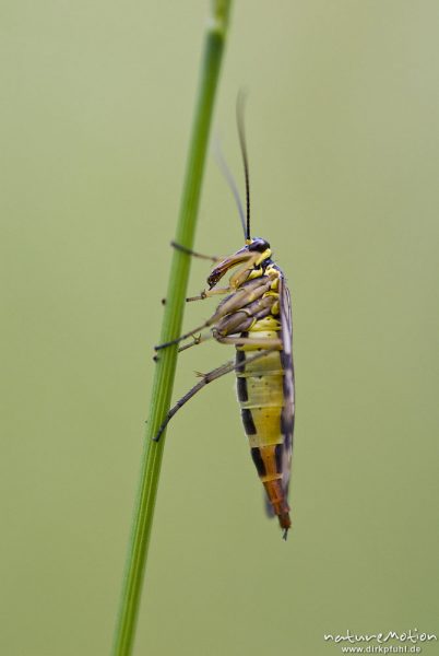 Gemeine Skorpionsfliege, Panorpa communis, Panorpidae, Weibchen auf Grashalm, Seitenansicht, Streuob, Göttingen, Deutschland