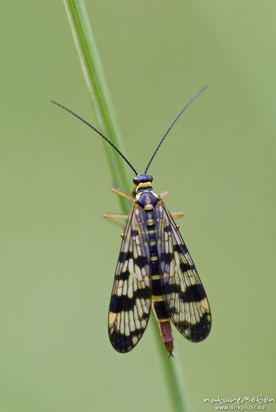 Gemeine Skorpionsfliege, Panorpa communis, Panorpidae, Weibchen auf Grashalm, Aufsicht, Streuobstwiese am Sengerfeld, Göttinger Wald, A nature document - not arranged nor manipulated, Göttingen, Deutschland