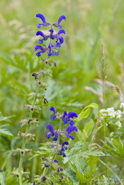 Wiesensalbei, Salvia pratensis, Lippenblütler (Lamiaceae), Blütenstand, Streuobstwiese am Sengerfeld, Göttinger Wald, Göttingen, Deutschland