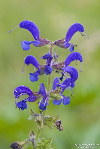 Wiesensalbei, Salvia pratensis, Lippenblütler (Lamiaceae), Blütenstand, Streuobstwiese am Sengerfeld, Göttinger Wald, Göttingen, Deutschland