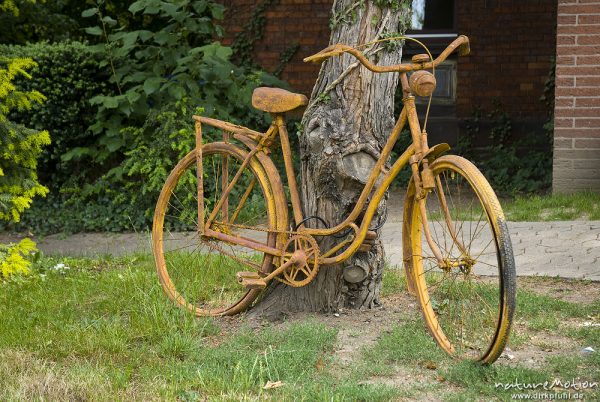 altes Fahrrad, verrostet und golden angemalt, lehnt an Baumstamm vor Fahrradladen, Goßlerstraße, Damaenfahrrad 28 Zoll, klassischer Rahmen, Göttingen, Deutschland