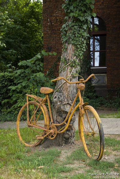 altes Fahrrad, verrostet und golden angemalt, lehnt an Baumstamm vor Fahrradladen, Goßlerstraße, Damaenfahrrad 28 Zoll, klassischer Rahmen, Göttingen, Deutschland