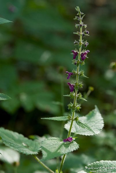 Wald-Ziest, Stachys sylvatica, Lippenblütler (Lamiaceae), Blütenstand und obere Laubblätter, Buchenwald, Göttinger Wald, A nature document - not arranged nor manipulated, Göttingen, Deutschland