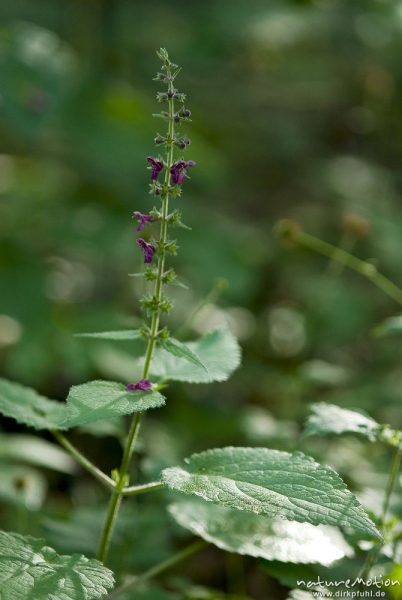 Wald-Ziest, Stachys sylvatica, Lippenblütler (Lamiaceae), Blütenstand und obere Laubblätter, Buchenwald, Göttinger Wald, A nature document - not arranged nor manipulated, Göttingen, Deutschland