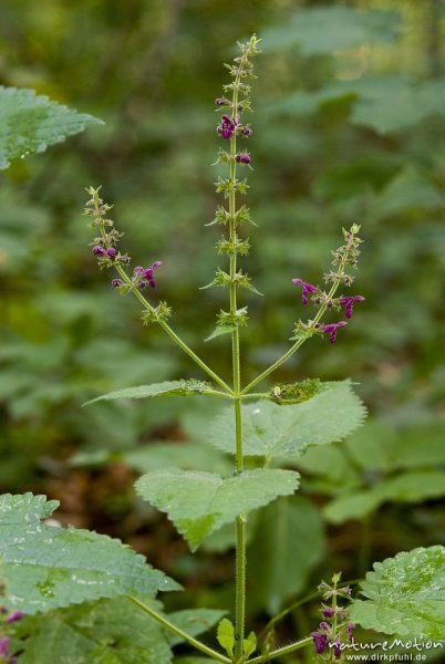 Wald-Ziest, Stachys sylvatica, Lippenblütler (Lamiaceae), verzweigter Blütenstand und obere Laubblätter, Buchenwald, Göttinger Wald, A nature document - not arranged nor manipulated, Göttingen, Deutschland