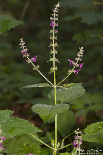 Wald-Ziest, Stachys sylvatica, Lippenblütler (Lamiaceae), verzweigter Blütenstand und obere Laubblätter, Buchenwald, Göttinger Wald, A nature document - not arranged nor manipulated, Göttingen, Deutschland