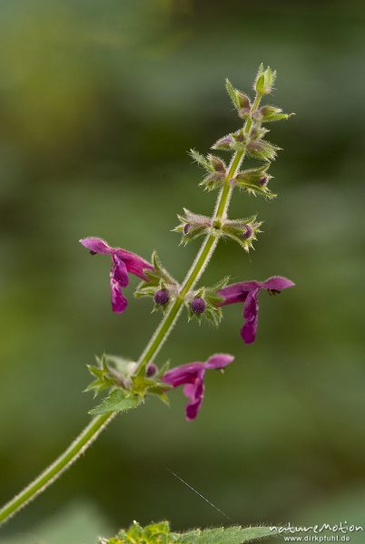 Wald-Ziest, Stachys sylvatica, Lippenblütler (Lamiaceae), Blütenstand, Buchenwald, Göttinger Wald, A, Göttingen, Deutschland