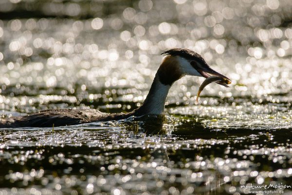 Haubentaucher, Podiceps cristatus, Podicipedidae, Alttier, mit frisch gefangenem Fisch, Beute wird noch im Wasser gewaschen, Kiessee, A nature document - not arranged nor manipulated, Göttingen, Deutschland