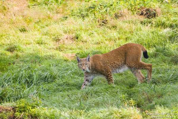 Luchs, Lynx lynx, Felidae, Tier im Gehege, Weibchen streicht durchs Gras, Tierpark Neuhaus, captive, Neuhaus, Deutschland