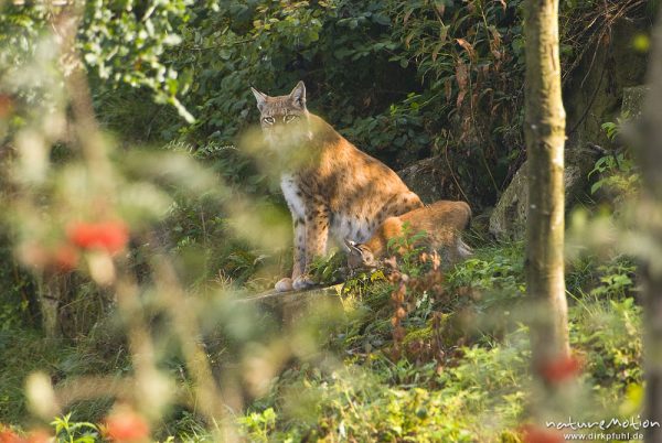 Luchs, Lynx lynx, Felidae, Tier im Gehege, Weibchen mit Jungtier, in Deckung, Tierpark Neuhaus, captive, Neuhaus, Deutschland