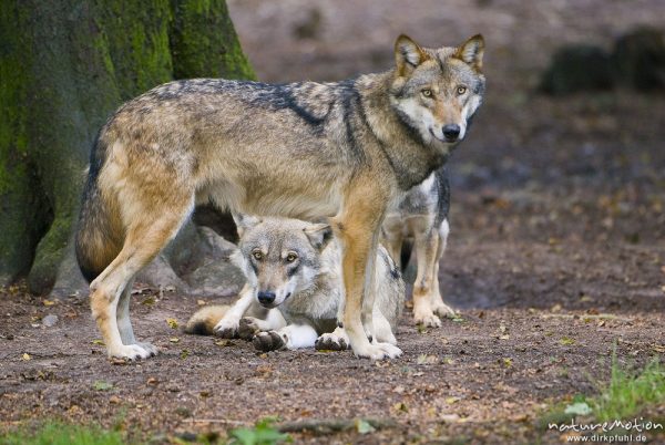 Wolf, Canis lupus, Hunde (Canidae), drei Tiere eines Rudels, Gehege, Tierpark Neuhaus, captive, Neuhaus, Deutschland