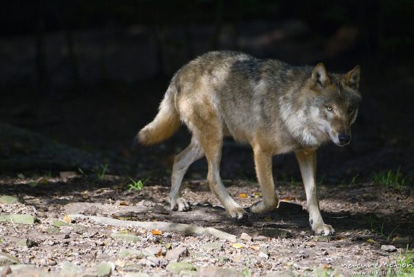 Wolf, Canis lupus, Hunde (Canidae), Alttier, Gehege, Tierpark Neuhaus, captive, Neuhaus, Deutschland