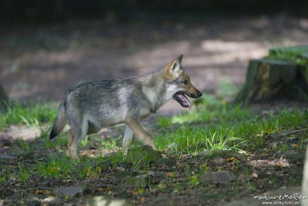 Wolf, Canis lupus, Hunde (Canidae), Welpen, Gehege, Tierpark Neuhaus, captive, Neuhaus, Deutschland