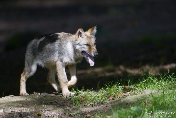 Wolf, Canis lupus, Hunde (Canidae), Welpen, Gehege, Tierpark Neuhaus, captive, Neuhaus, Deutschland