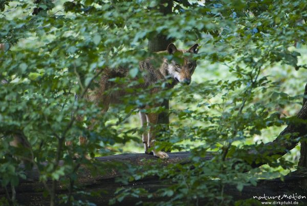 Wolf, Canis lupus, Hunde (Canidae), einzelnes Tier halb versteckt im Gebüsch, Gehege, Tierpark Neuhaus, captive, Neuhaus, Deutschland