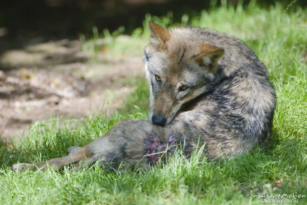 Wolf, Canis lupus, Hunde (Canidae), Tier mit Bißwunde am Rücken, leckt sich die Wunde, Gehege, Tierpark Neuhaus, captive, Neuhaus, Deutschland