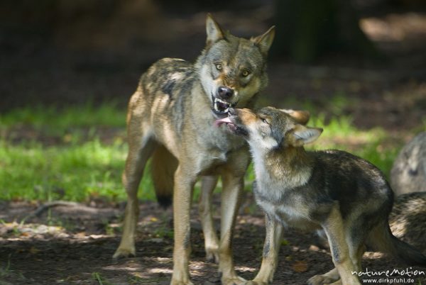 Wolf, Canis lupus, Hunde (Canidae), Alttier droht Welpen, Gehege, Tierpark Neuhaus, captive, Neuhaus, Deutschland