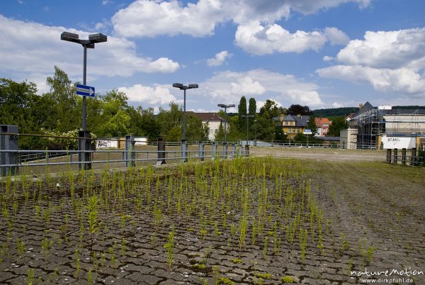 Einbahnstraße, Parkhaus Goßlerstraße, oberste Etage, kaum genutzt, von Ruderalpflanzen überwuchert, Göttingen, Deutschland