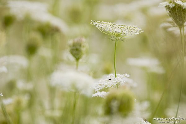 Wilde Möhre, Daucus carota, Apiaceae, Bestand, weiße Blütenstände, bewegt im Wind, Kerstlingeröder Feld, A nature document - not arranged nor manipulated, Göttingen, Deutschland