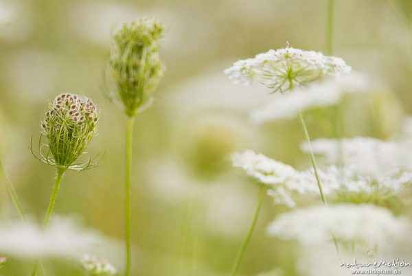 Wilde Möhre, Daucus carota, Apiaceae, Bestand, weiße Blütenstände, bewegt im Wind, Kerstlingeröder Feld, A nature document - not arranged nor manipulated, Göttingen, Deutschland